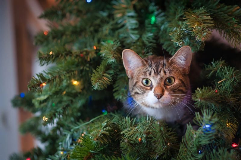 The Ultimate Guide to Buying an Artificial Christmas Tree: What You Need to Know